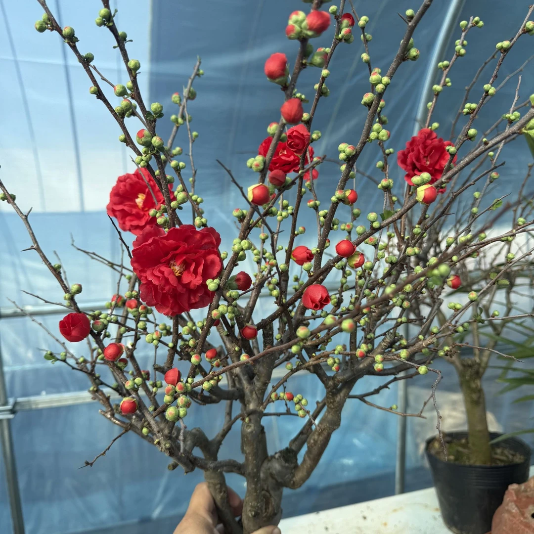 【红牡丹海棠】开花机器10年盆景带花芽年宵花卉耐寒