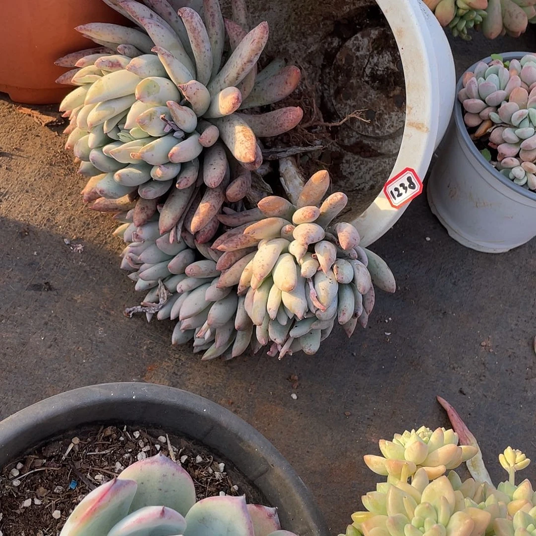 1238所罗门 一物一拍多肉