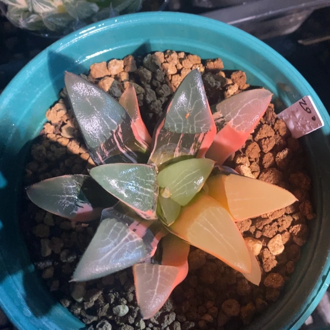 一颗实生大克锦。