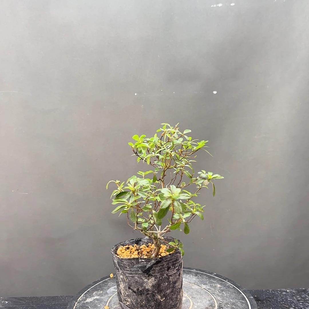 无花朵若惠有花朵