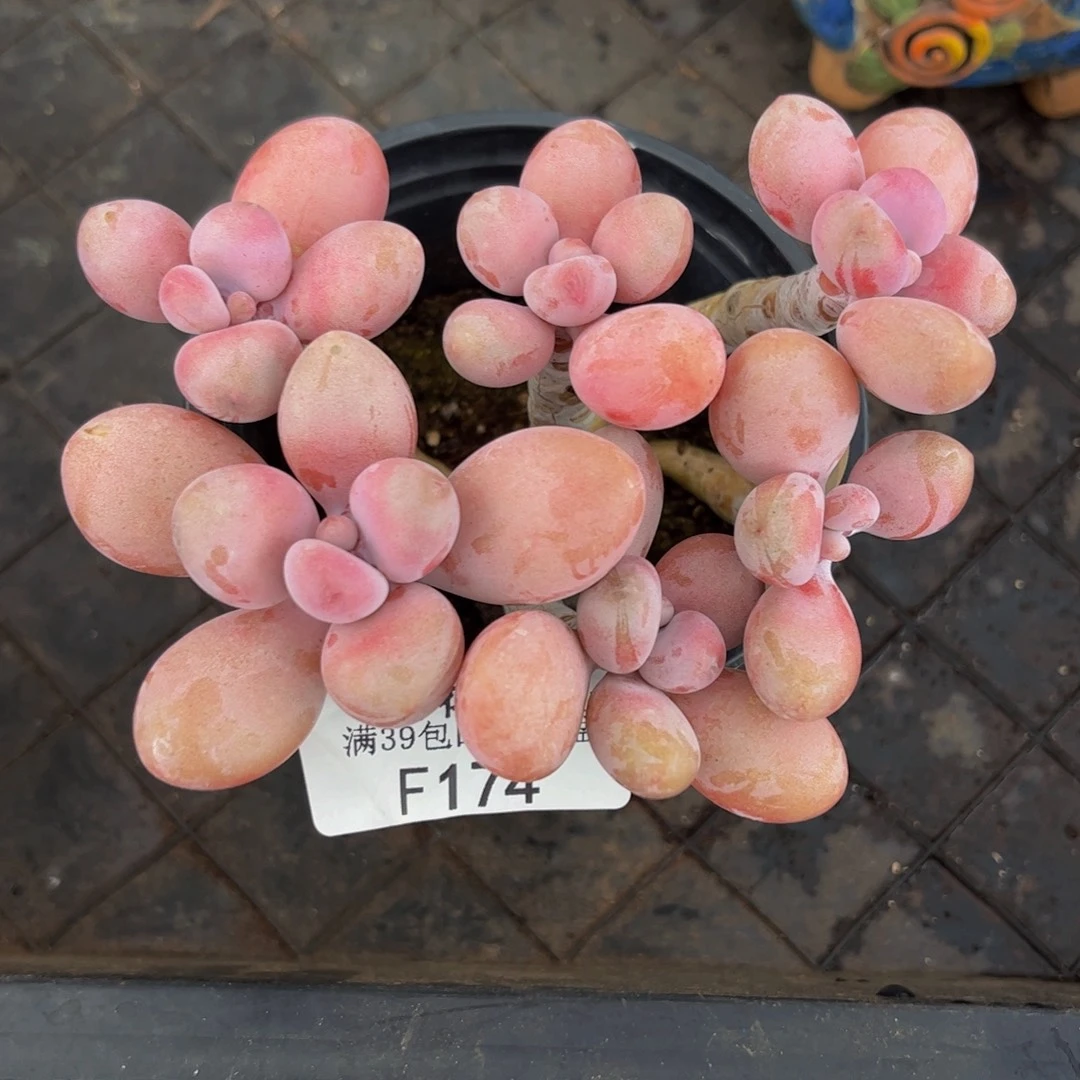 174-糖果桃蛋多肉9cm
