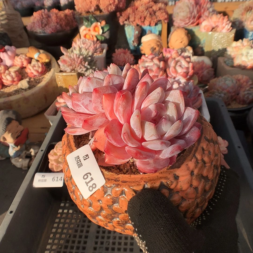 618雪天使多肉植物66666