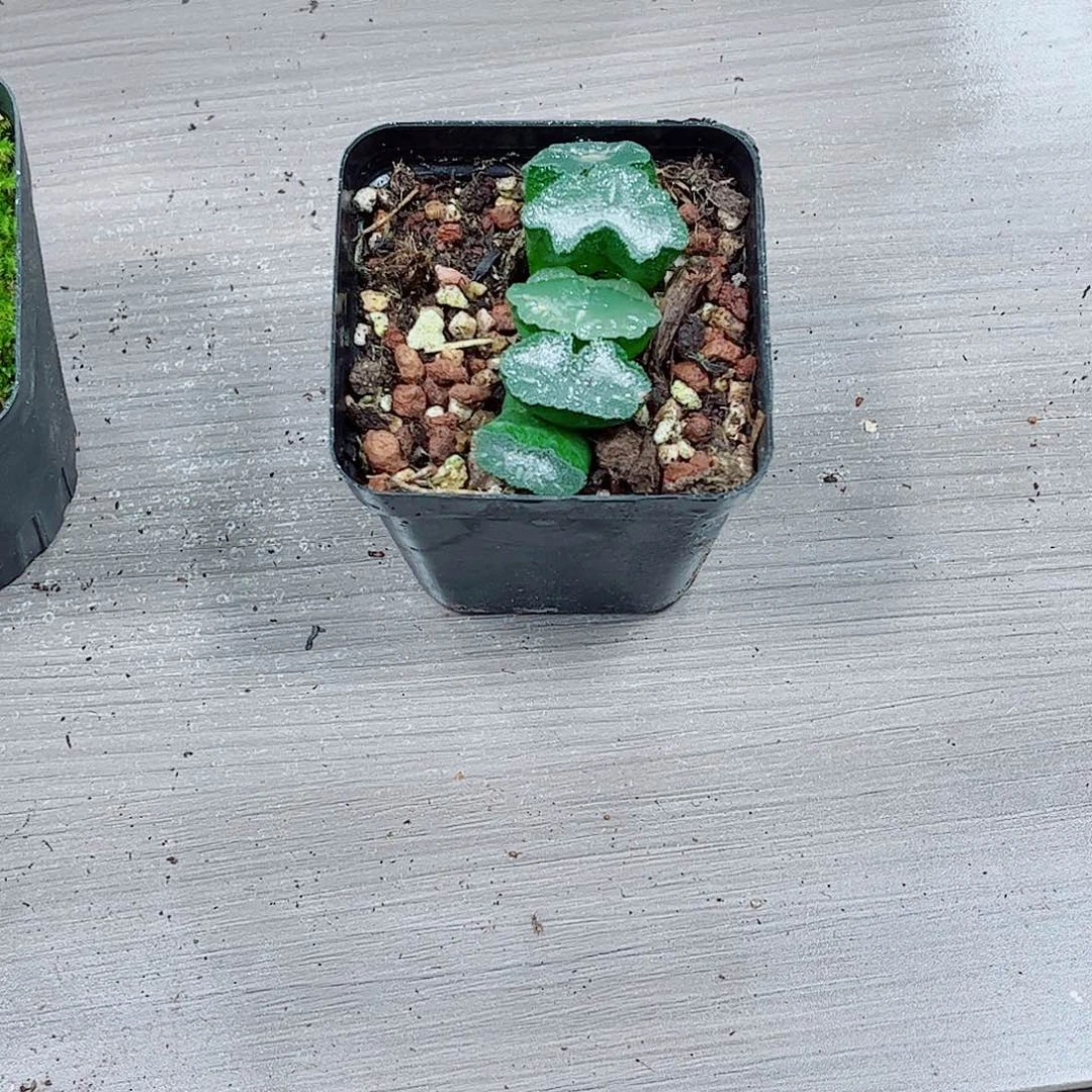 猛犸扇子一勿一拍