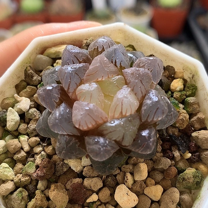 变异潘灯玉露锦daitetu