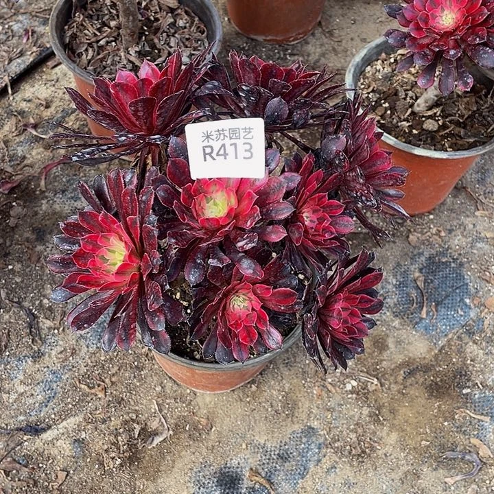 红****》413多肉植物的生长