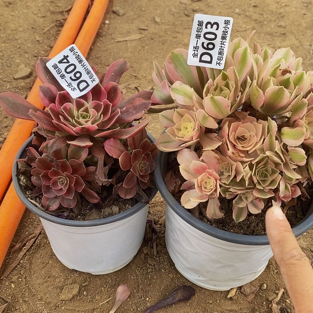 602603美杜莎粉女巫两棵