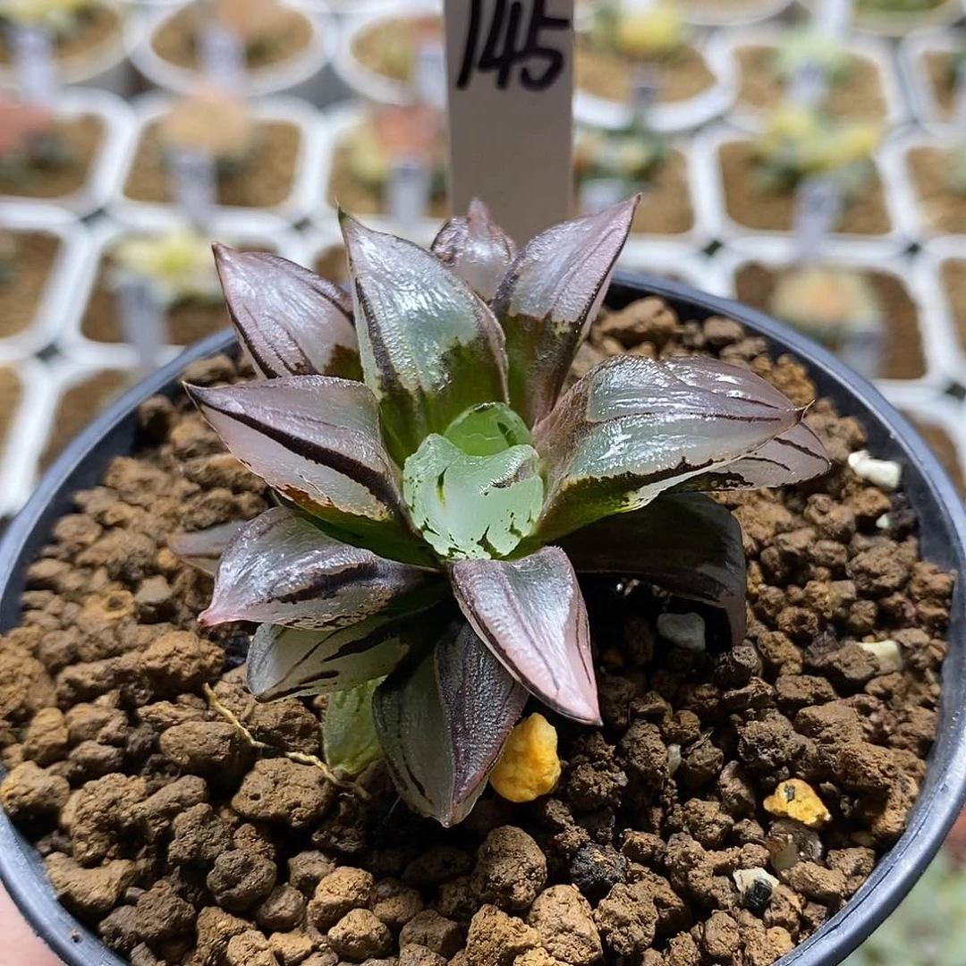 145火焰山哈哈哈哈哈哈