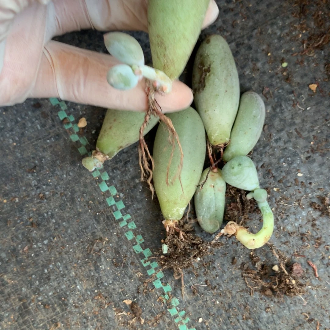 不包售后还好哈哈哈