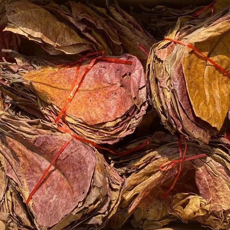 榄仁叶斗鱼懒人叶