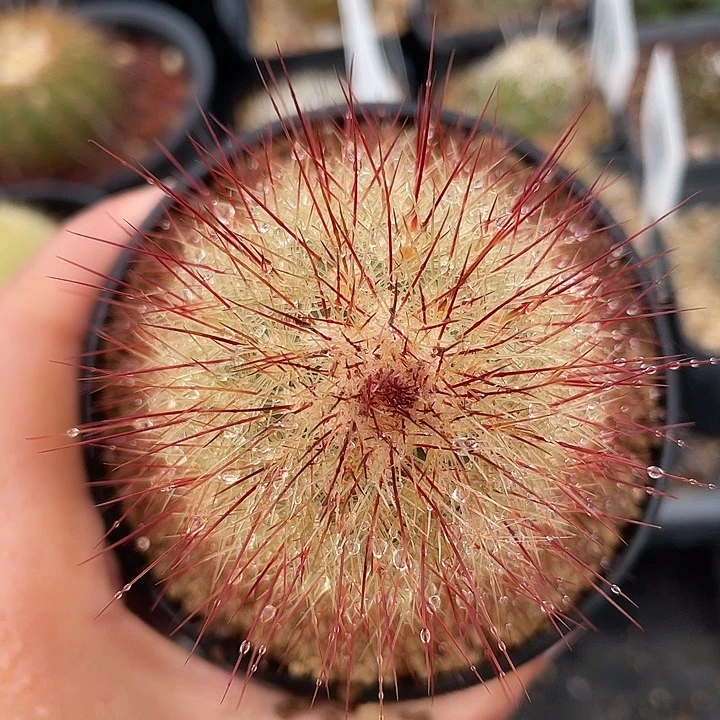 刺猬实生裸根发货