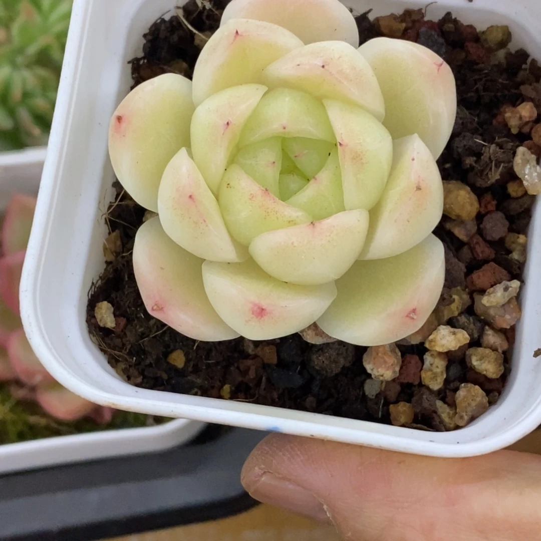 精品多肉一物一拍不包整16