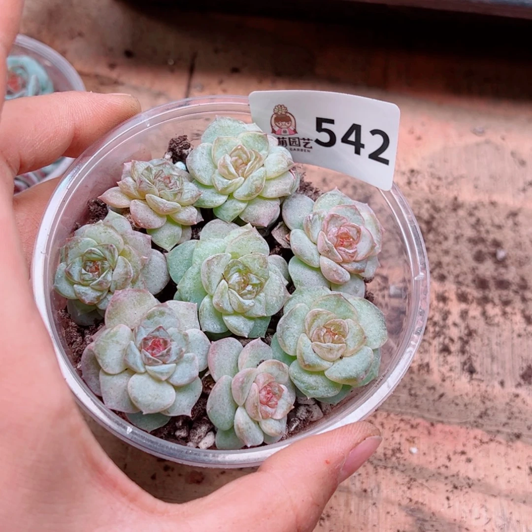 多肉植物多肉植物