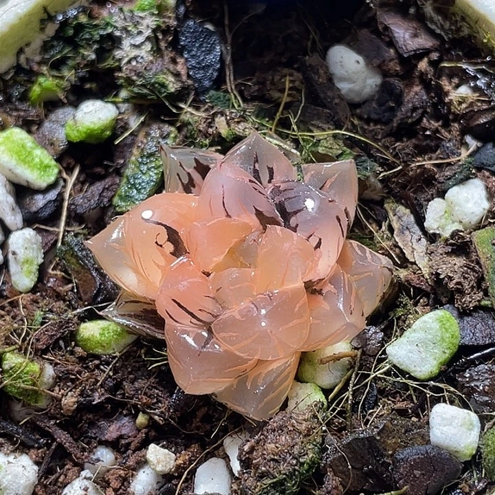 662水中月锦特选福利。