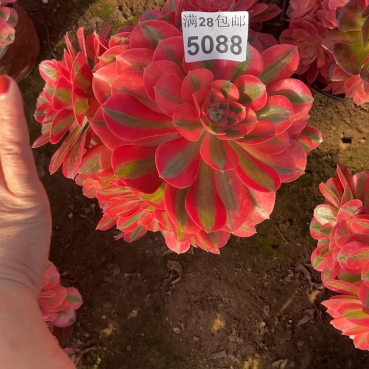5088女巫多肉植物