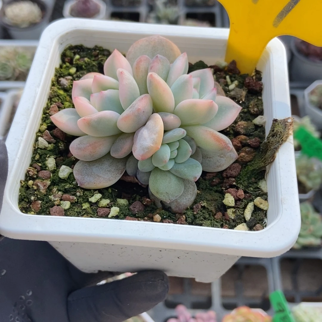 879梦露锦多肉植物