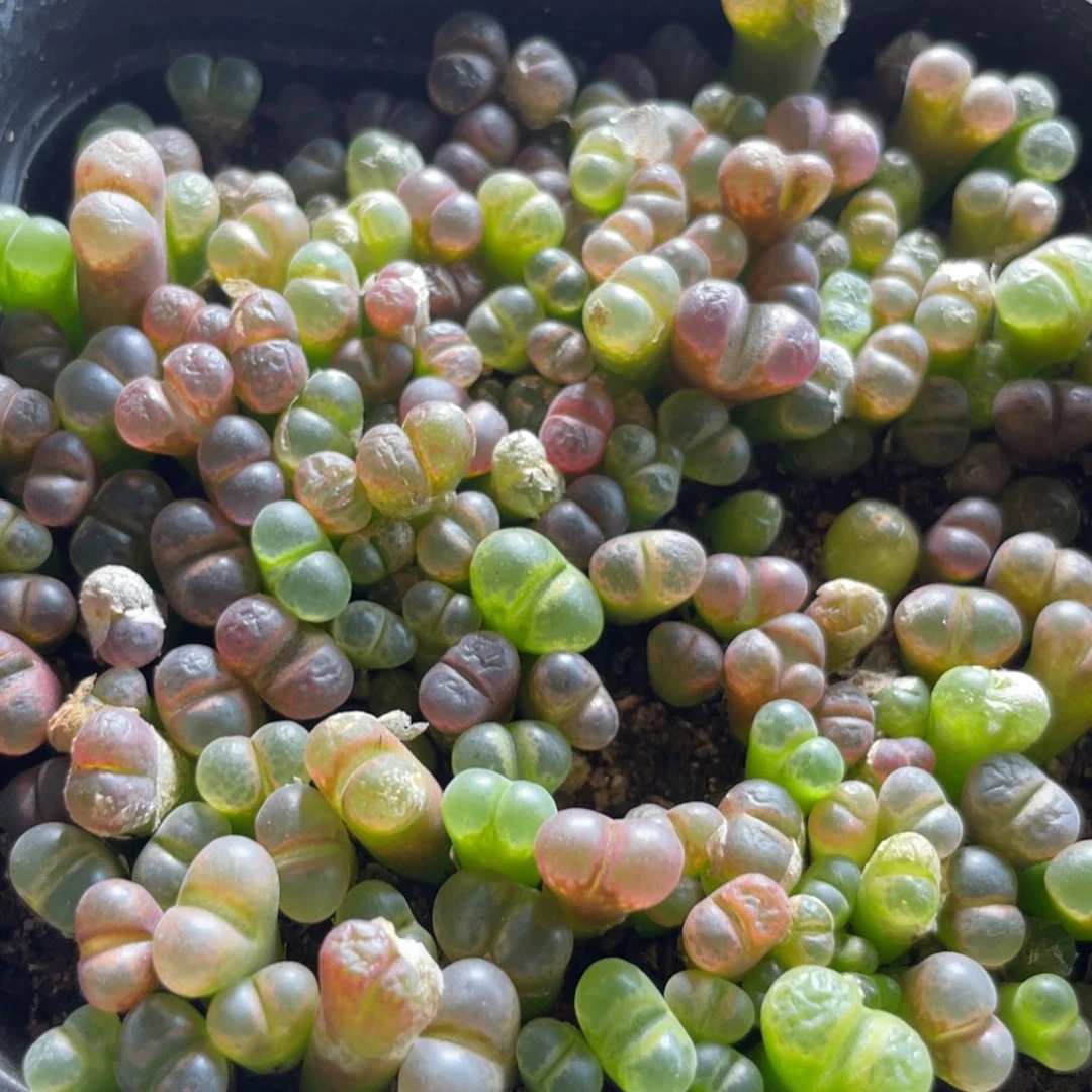 大盆特价一物一拍～46