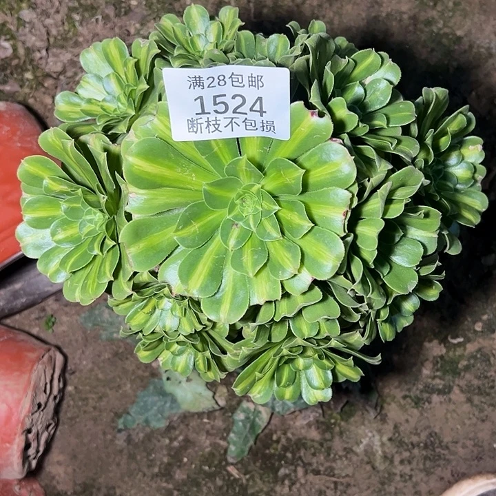 1524翡翠琉璃多肉植物
