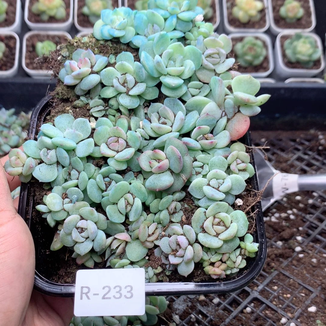 无花朵R233英语英语