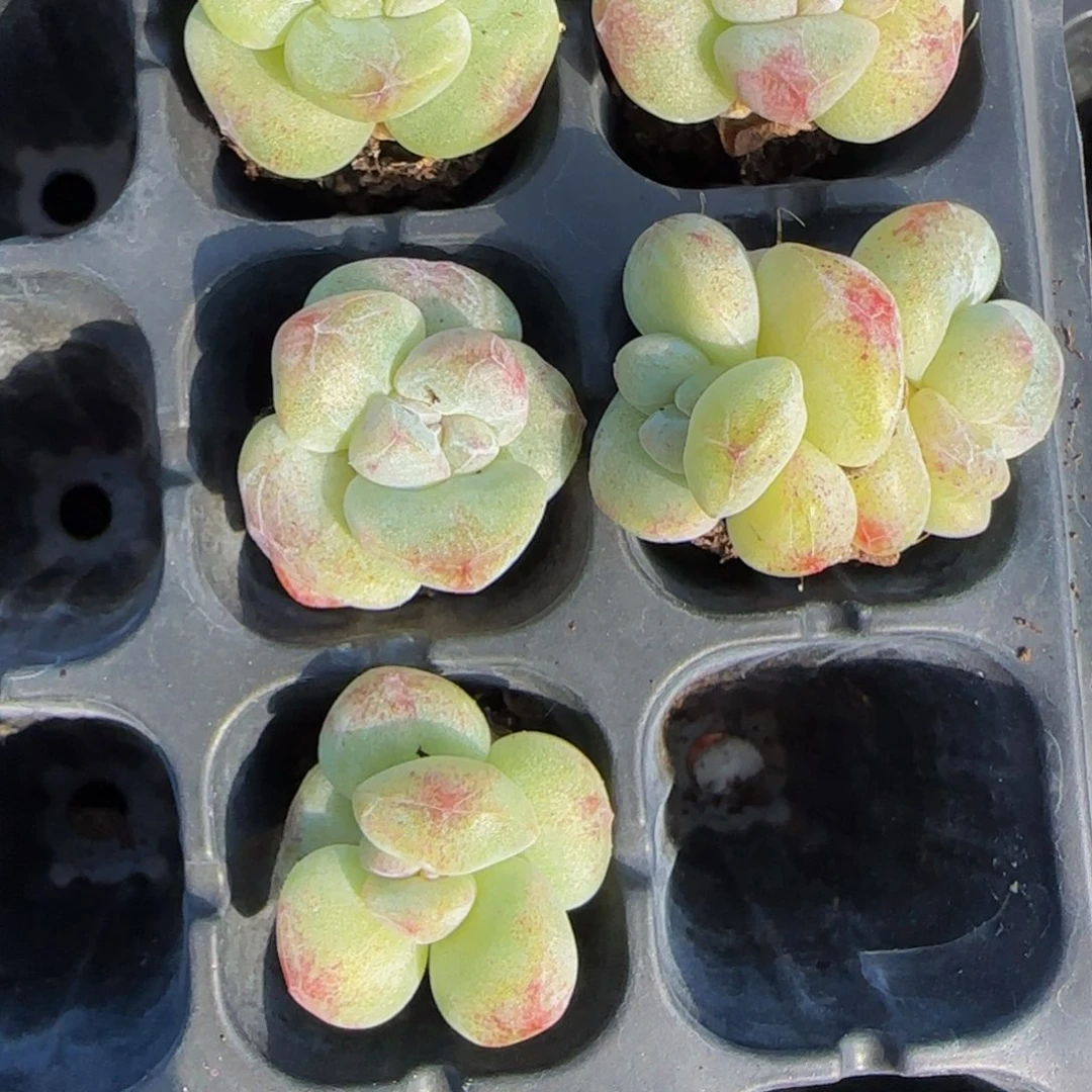 雪***狼雪山大哥5颗小白脸石化