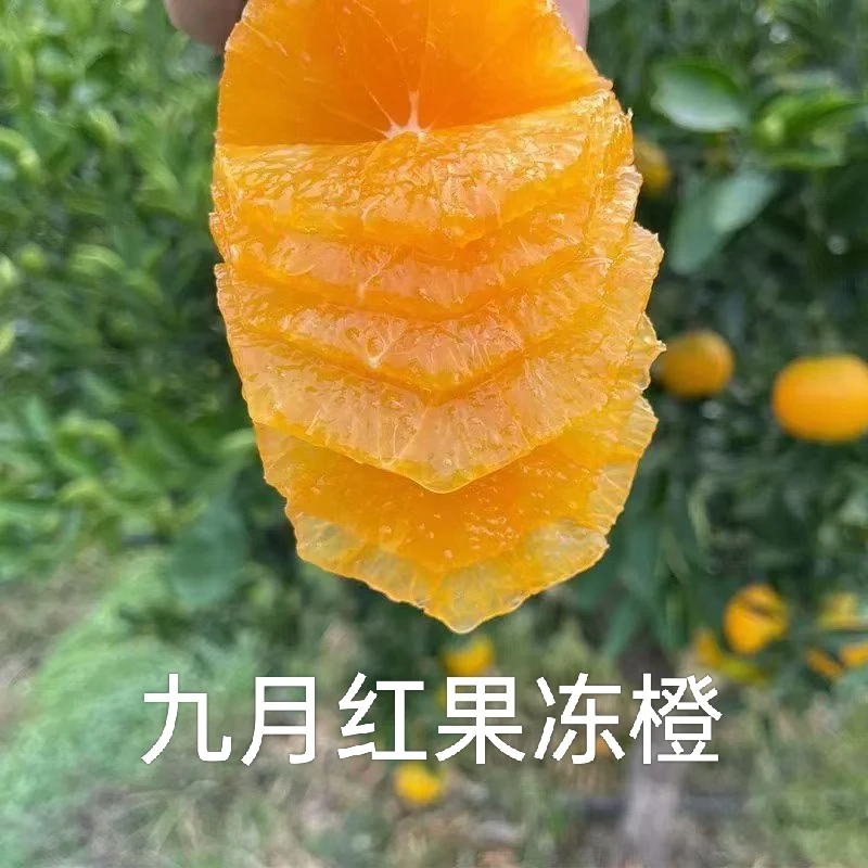 正宗湖北秭归九月红果冻橙现摘现发净重5斤/9斤