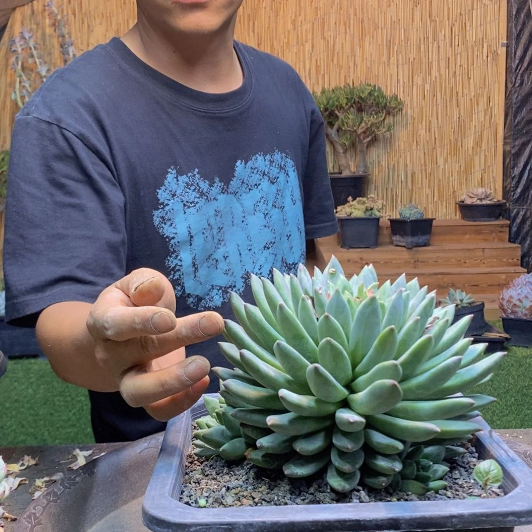 晨***第07 号星际迷航多肉