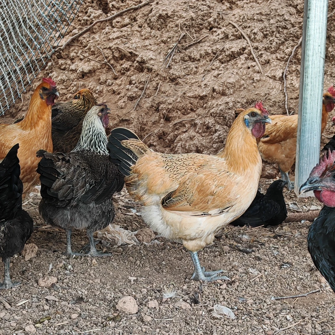 四川泸州农家散养粮食土鸡（宰杀后默认烧毛发货）理性消费杀后不退