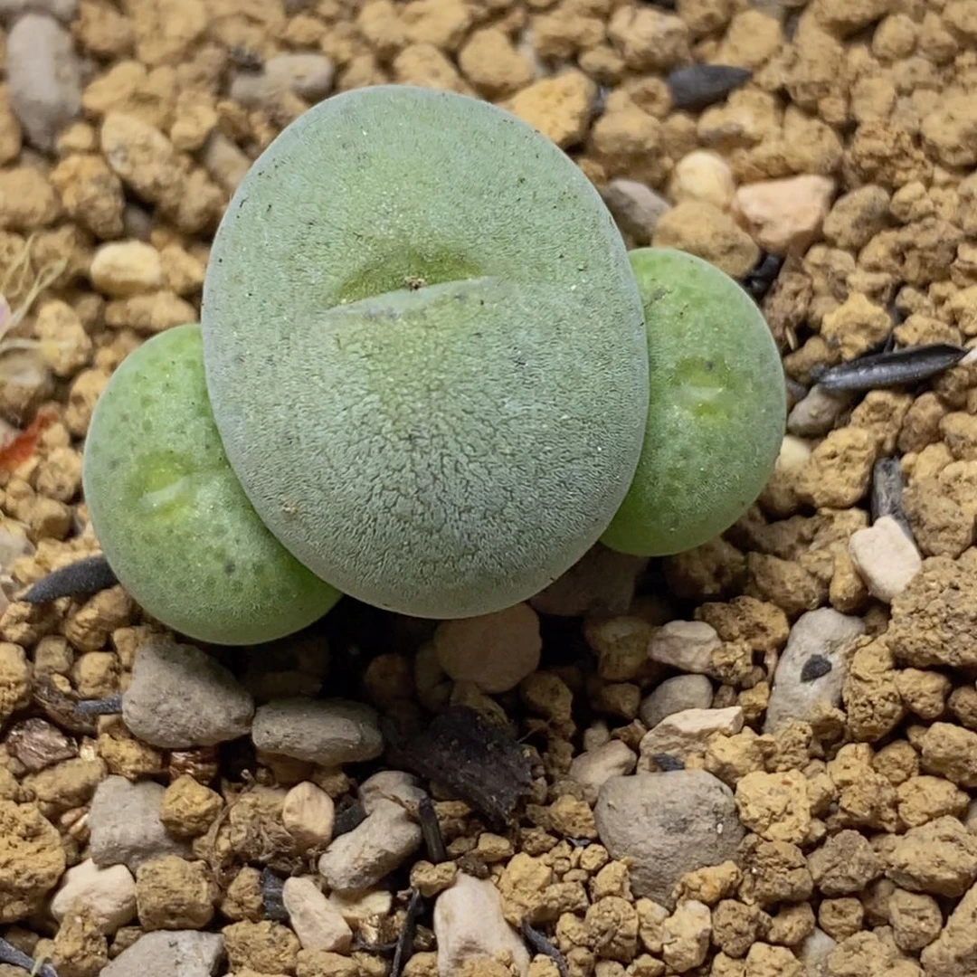 三头波斯地tan 切头滴