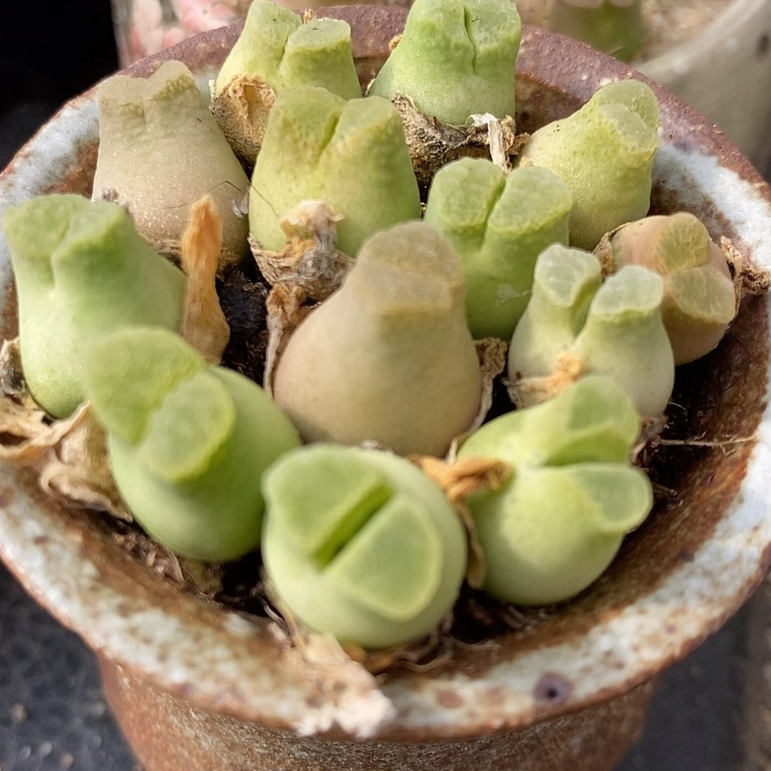 蜡笔小新风铃1颗买2送1。