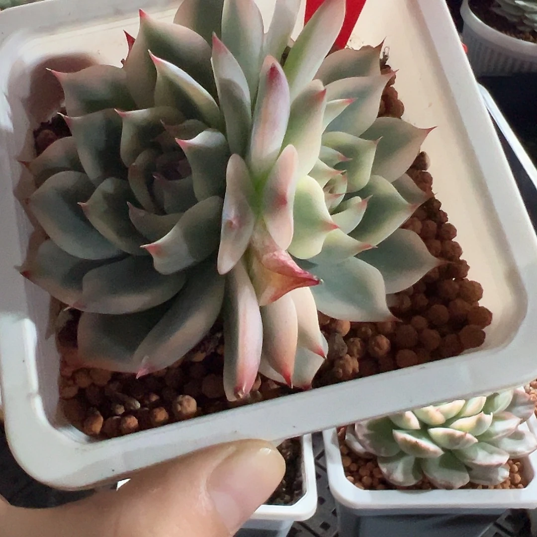30号双头吉娃娃锦多肉植物