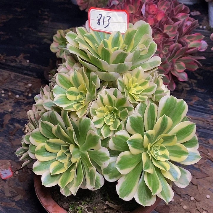 迈巴赫老桩捧花813号