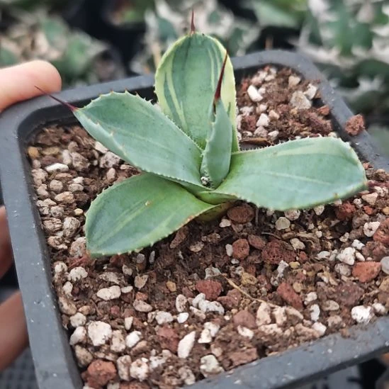 福克斯娃娃脸龙舌兰包邮非偏远