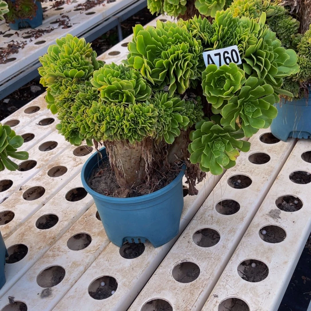 绿杨蓉法师7///////13包邮