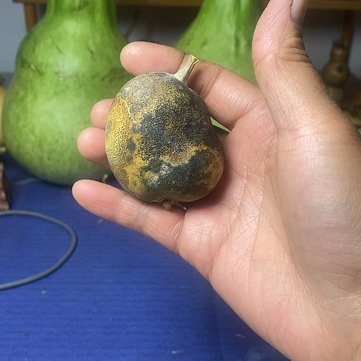 二***哥土豆葫芦大厚皮葫芦