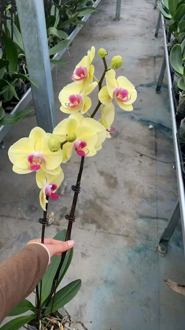 双梗黄金美人，2颗蝴蝶兰，