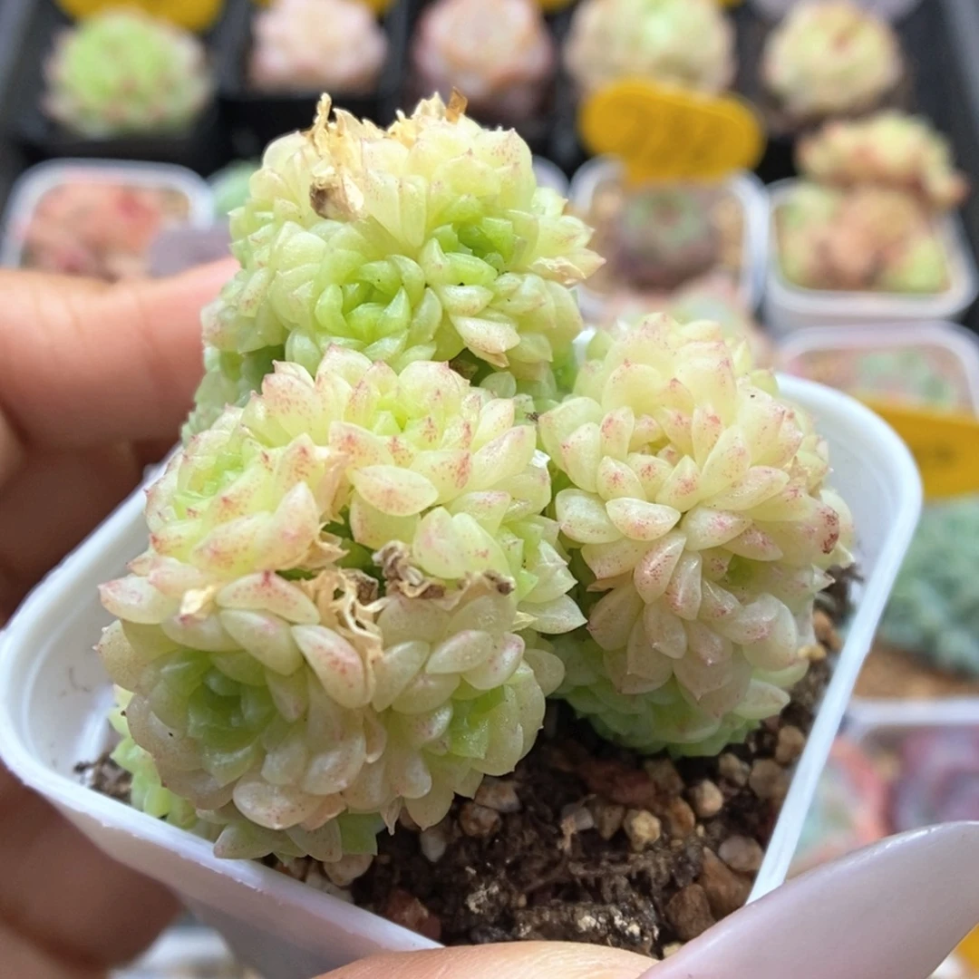 朵朵麦秆群生254号。
