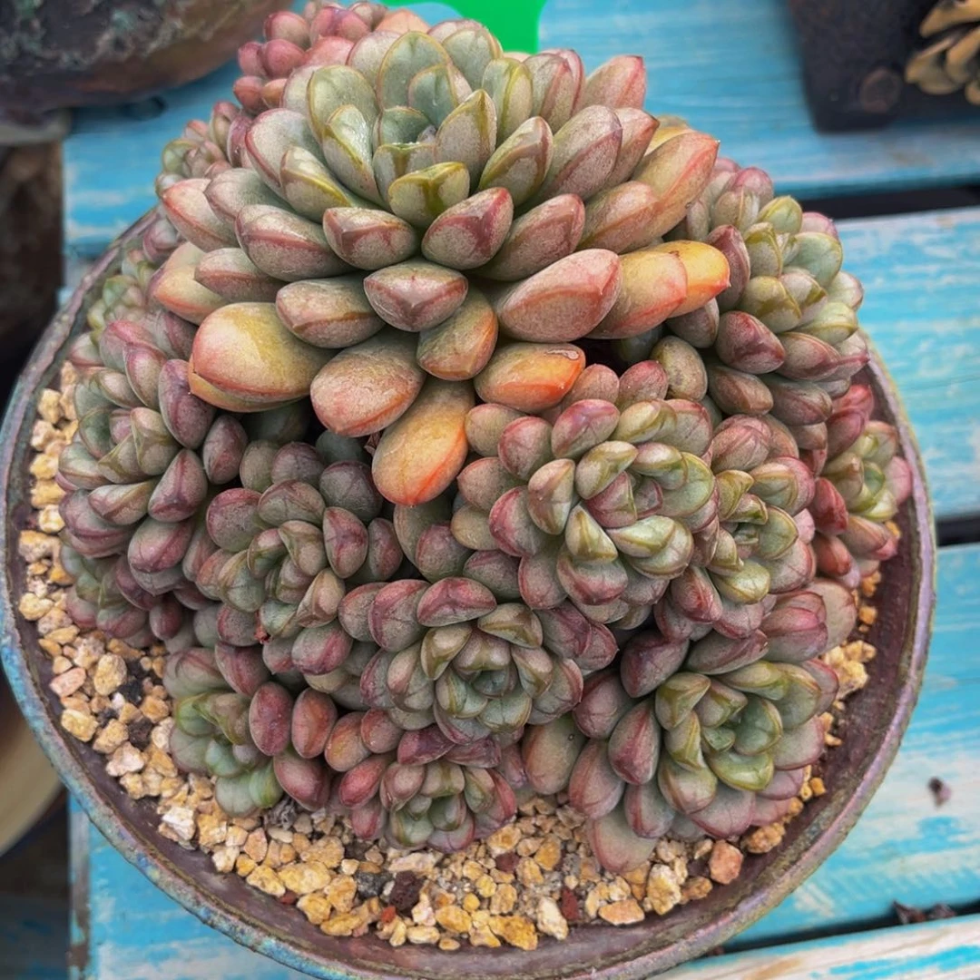 多肉植物一物一拍