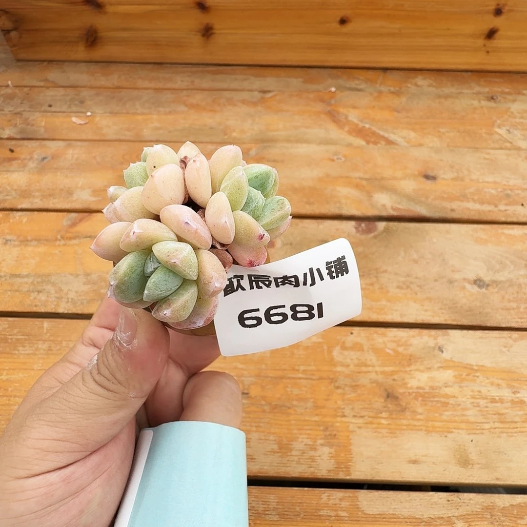 请****多肉植物带盆6681