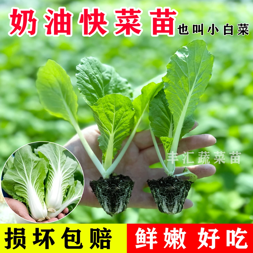奶油快菜秧苗菜苗四季奶油小白菜高产大白菜娃娃菜西兰花菜紫甘蓝