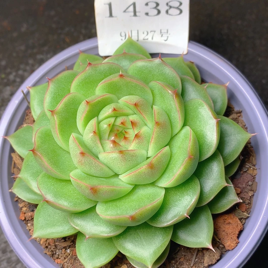 【闪购商品】云1438号