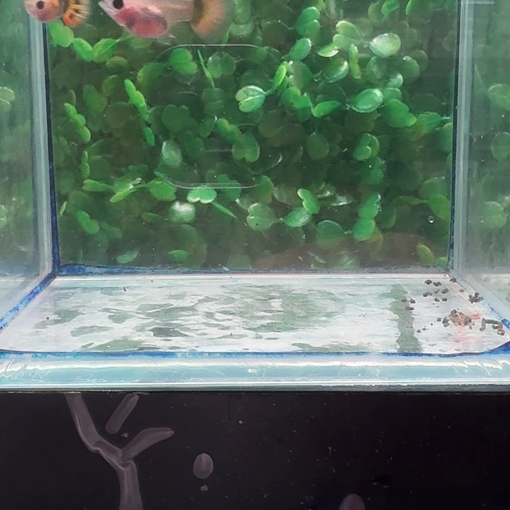 孔雀鱼小蜜蜂球1对