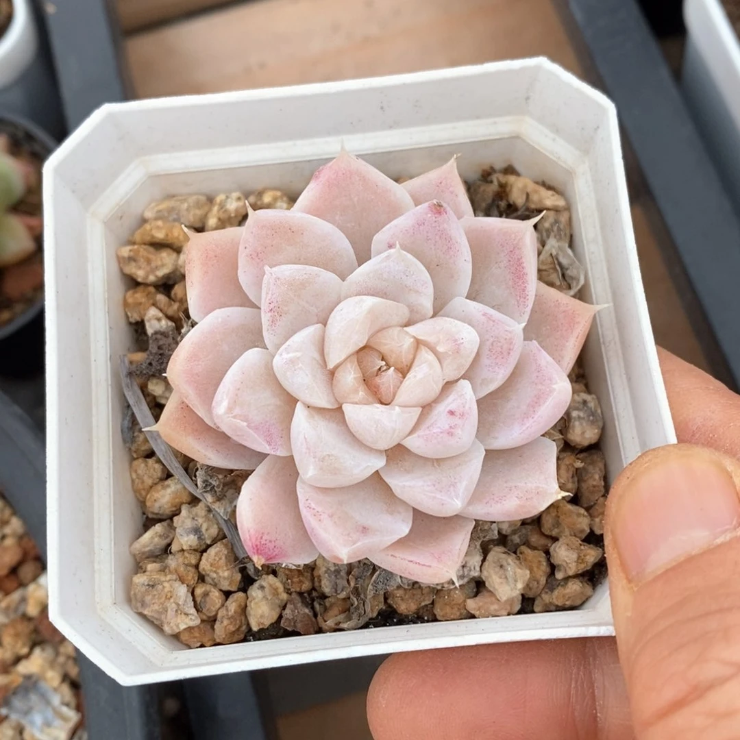 精品多肉一物一拍不包整34