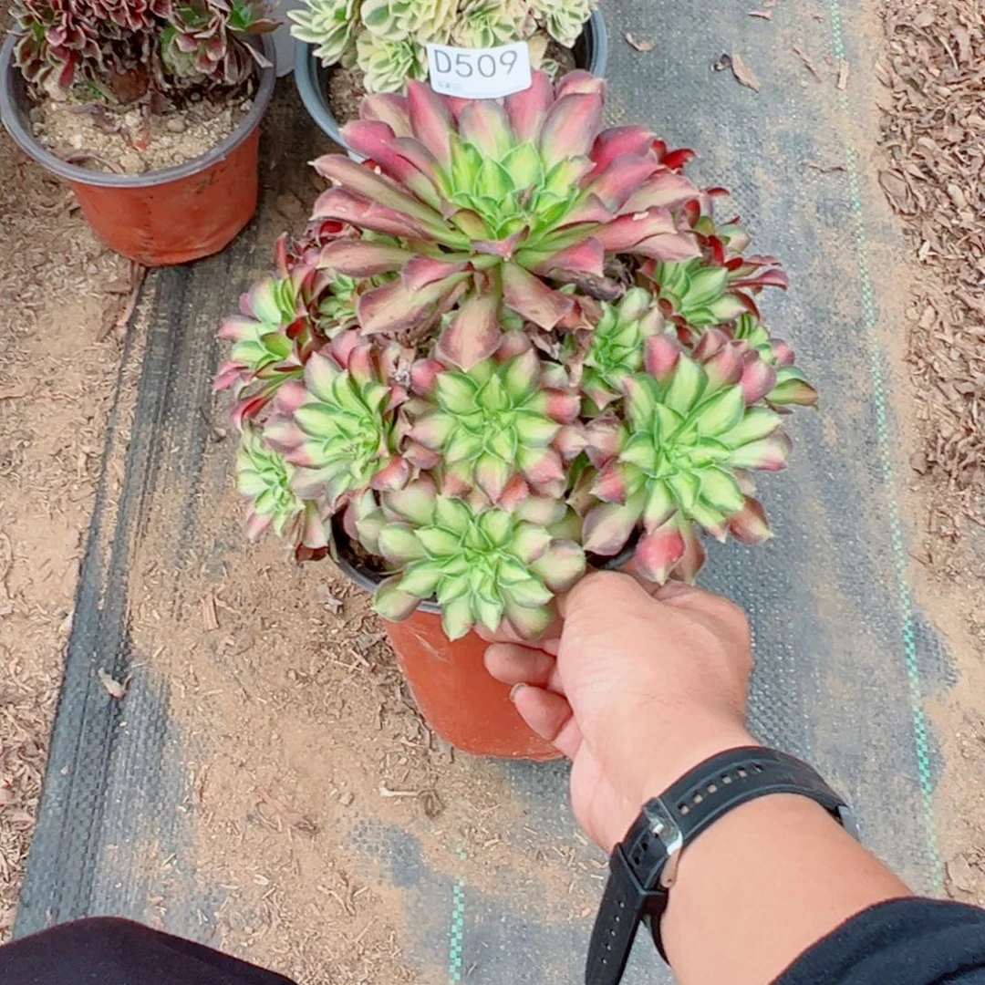 509韶华多肉植物法师