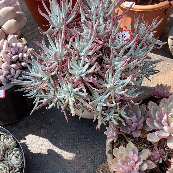 685爱度 一物一拍多肉