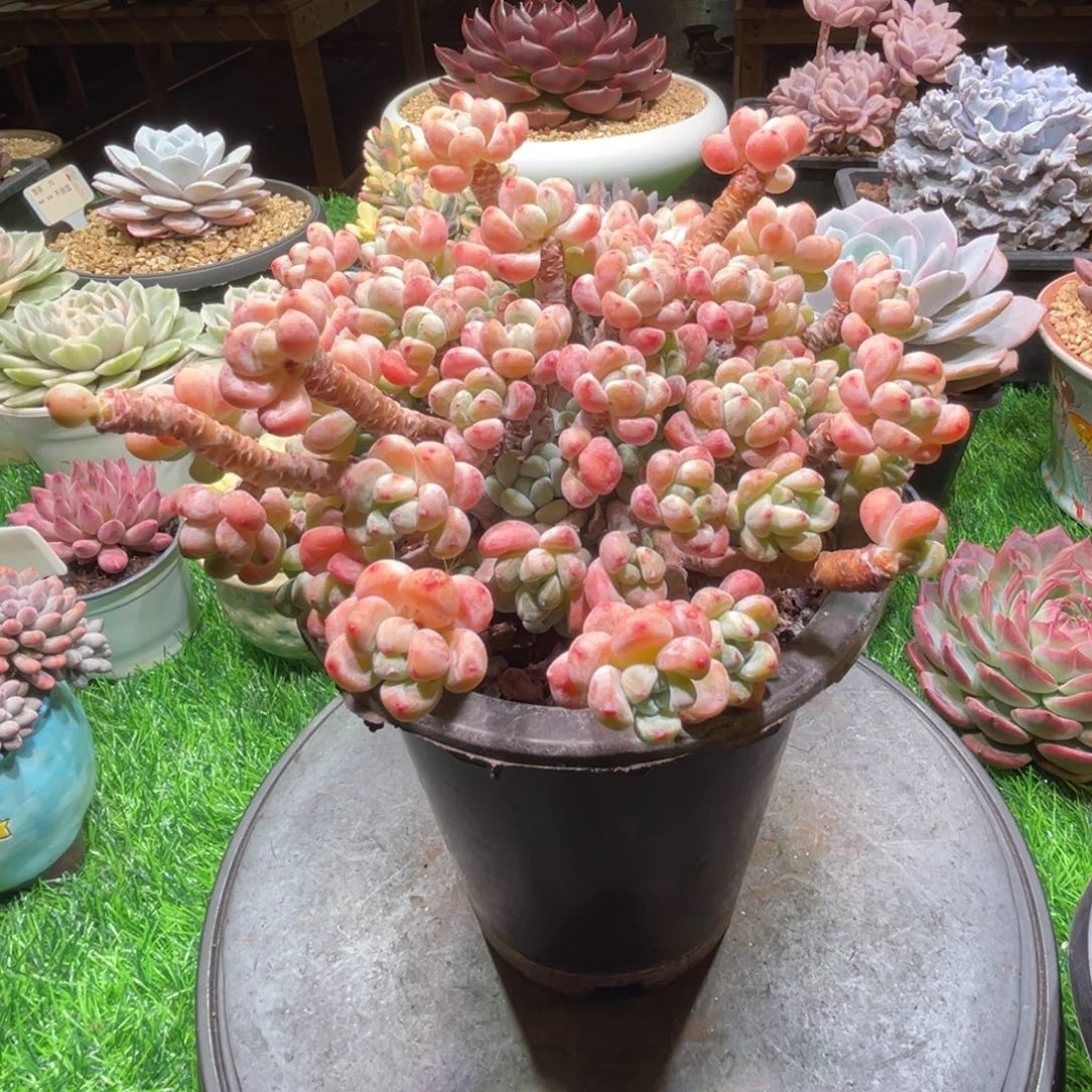 劳尔，一物一拍。