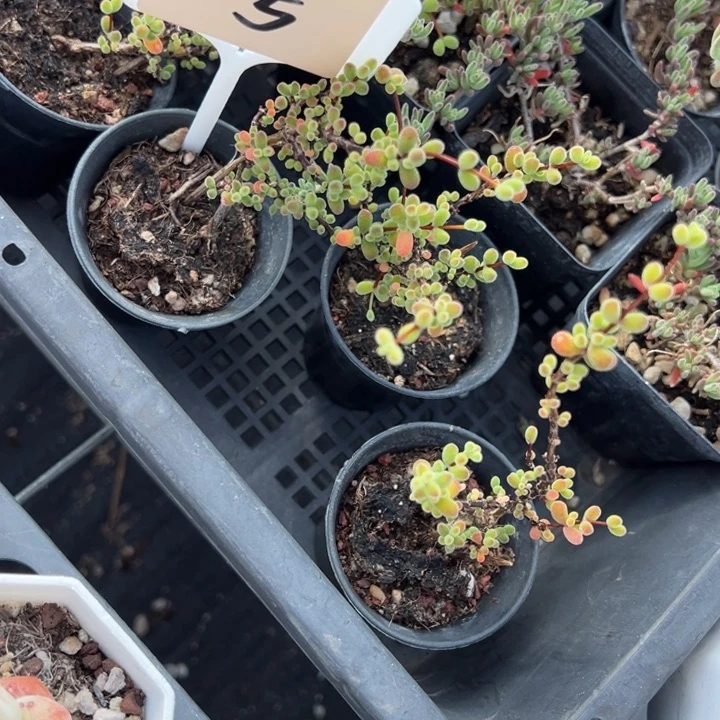 16号糖球一颗量拍多肉满20包邮初7发