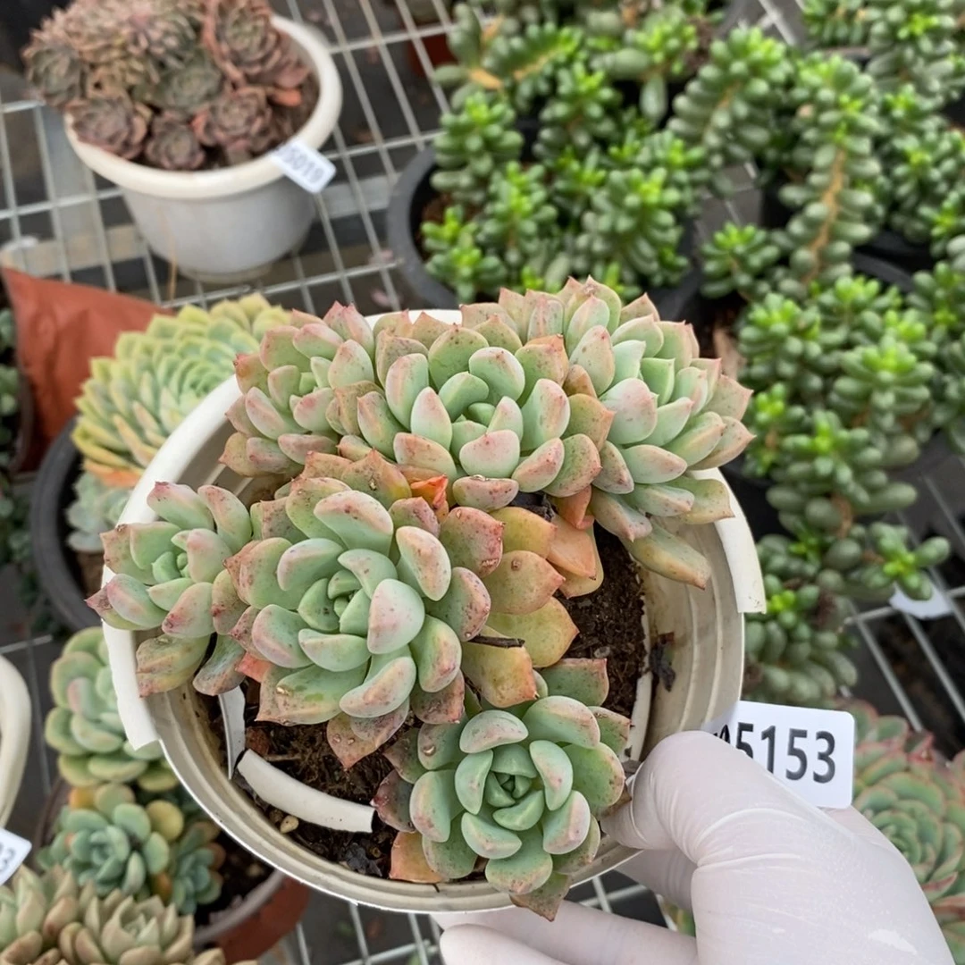 5153白露老桩一物一拍