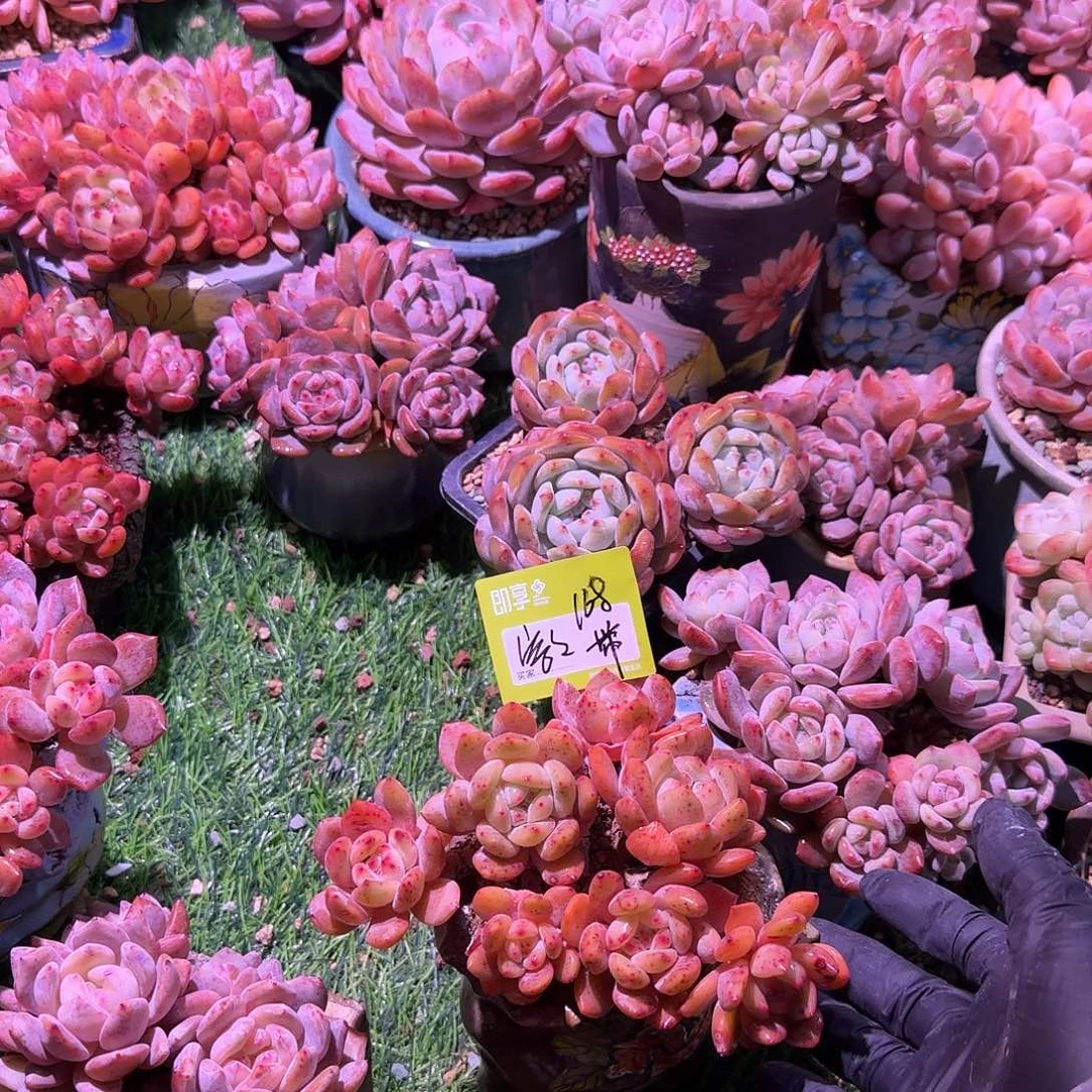 容***容橙梦露群生带盆一颗