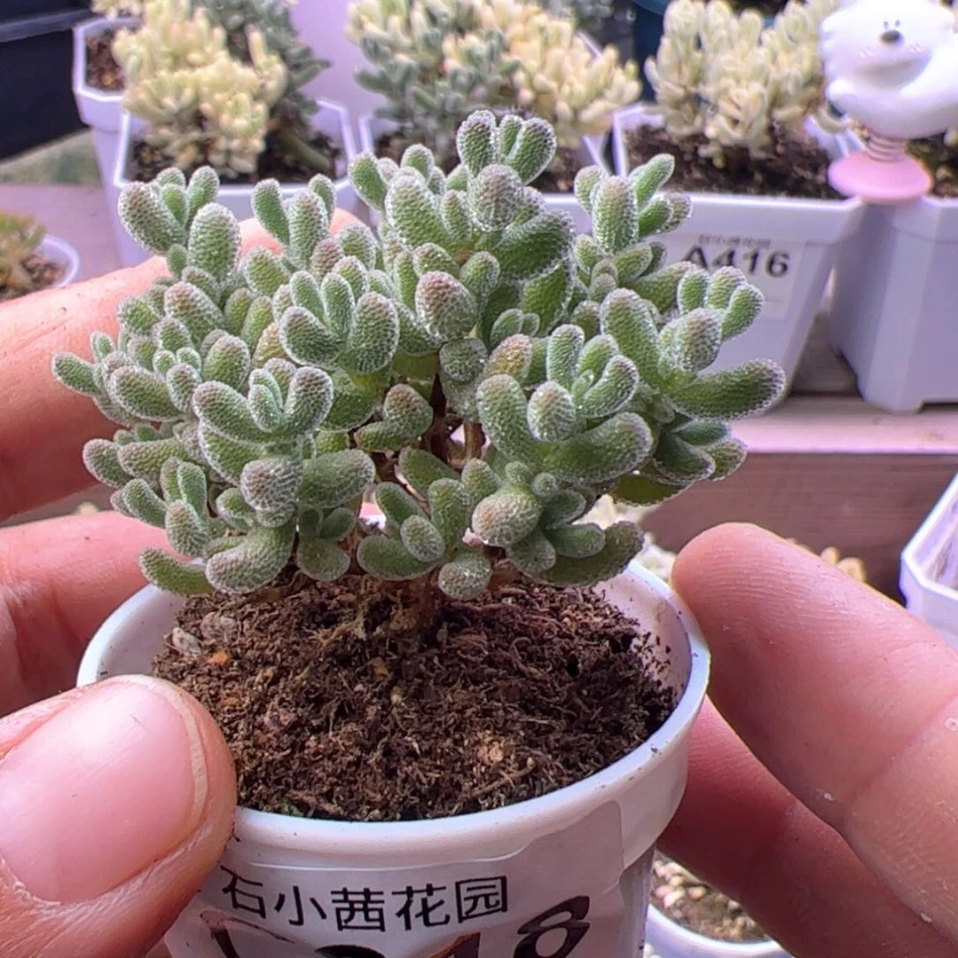 詹*宝多肉植物枝干冰晶