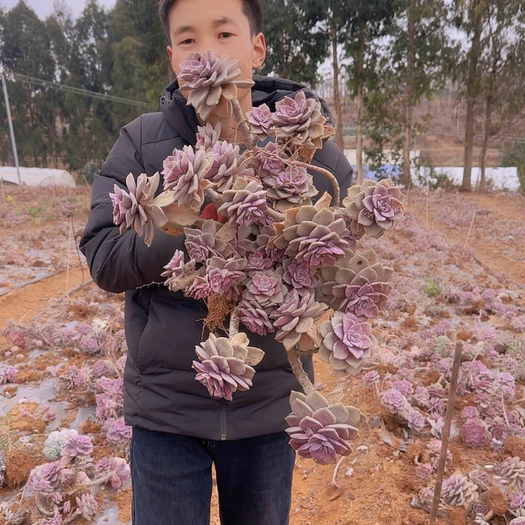 地栽大紫乐多肉1颗