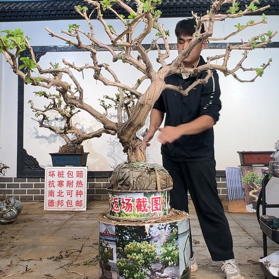 完全开放金银花开花36658899899